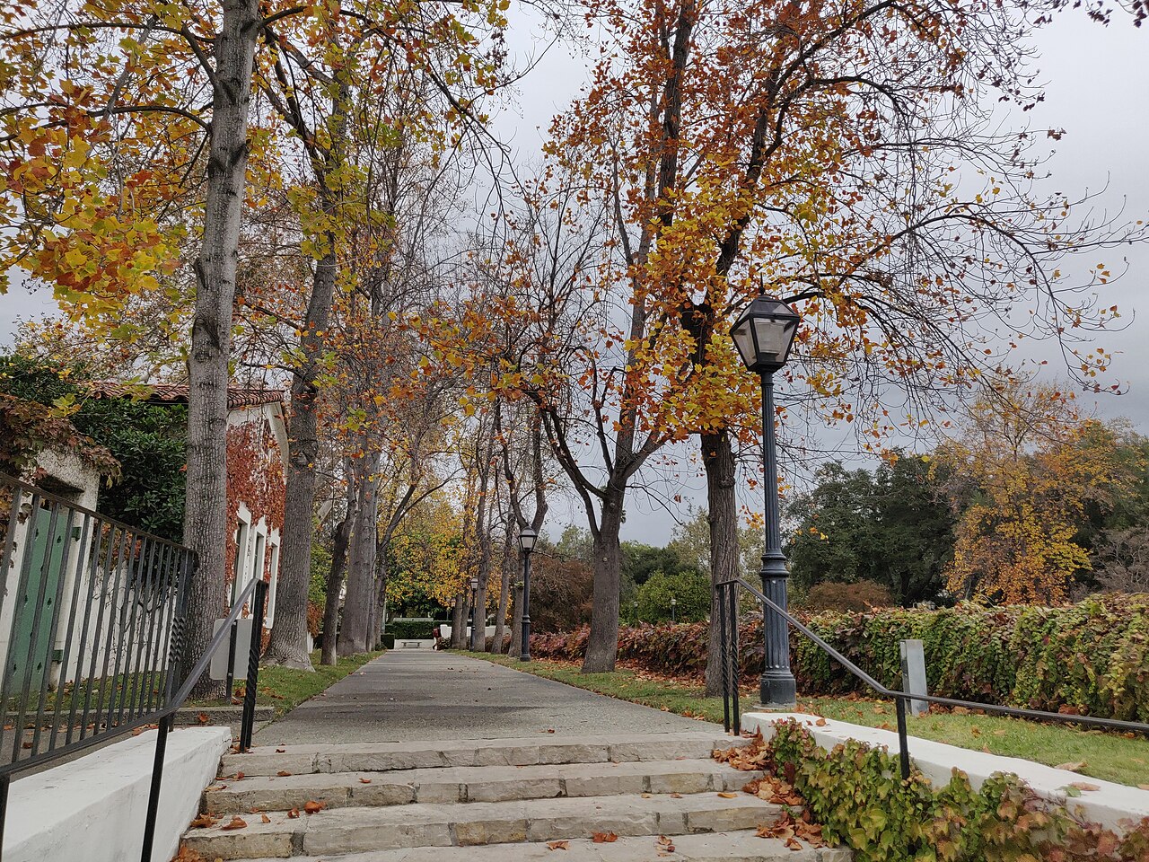 Scripps College Tulip Tree Walk
